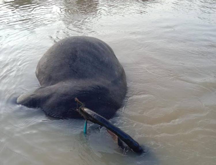 Telusuri Kematian Puluhan Kerbau di Kampar, Dinas PKH Riau Siapkan Tim
