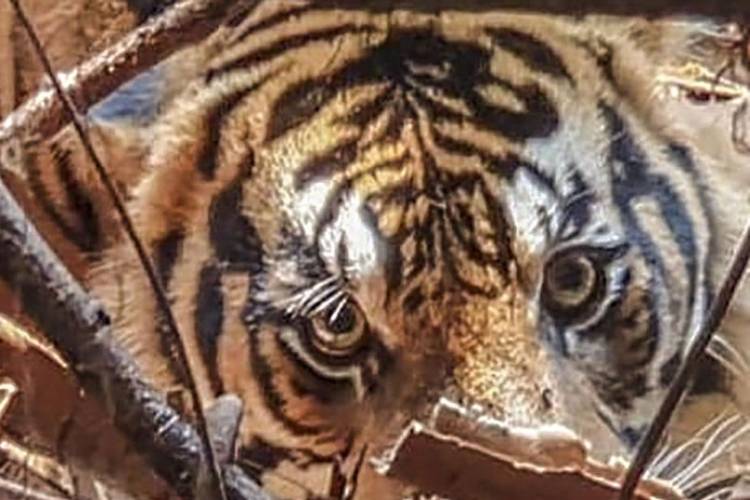 Pencari Kayu di Sungai Apit Diterkam Harimau