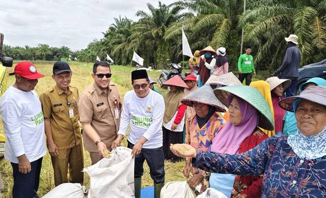 Baznas Kabupaten Siak Lakukan Panen Raya Padi di Kecamatan Bungaraya