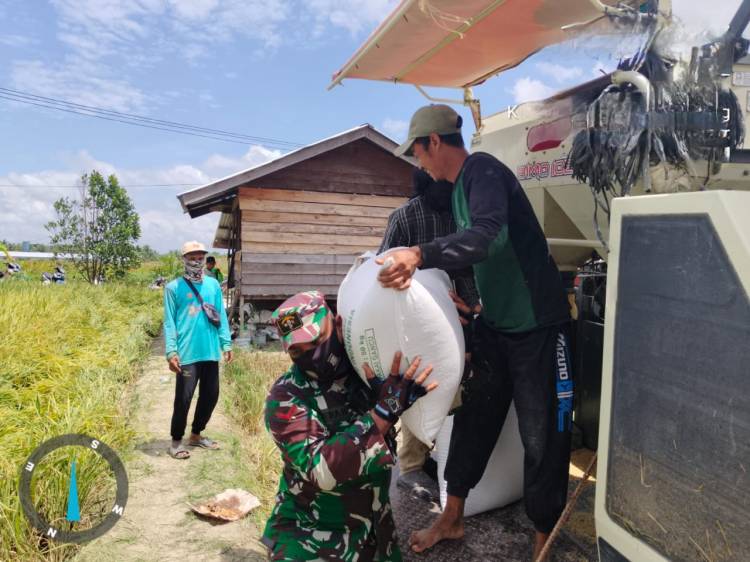Babinsa Koramil 0321-05/RM Dampingi Panen Padi Warga Desa Mukti Jaya Rimba Melintang