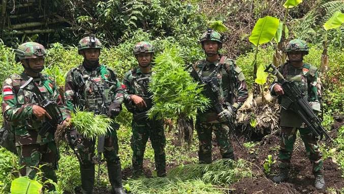 Satgas Gabungan Pamtas RI-PNG Ungkap Empat Kebun Ganja di Pegunungan Bintang, Papua