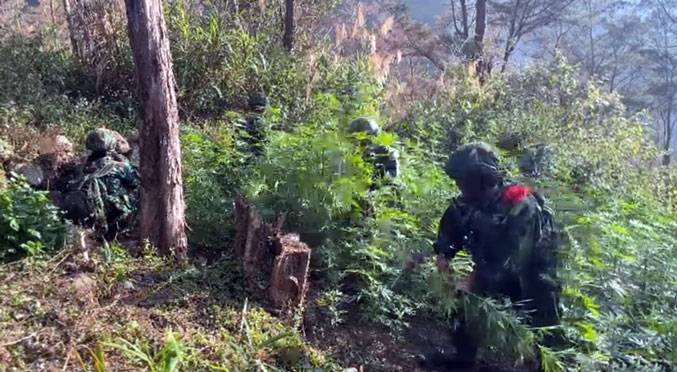 TNI Bersihkan Ladang Ganja di Yahukimo, 21.400 Batang Diamankan