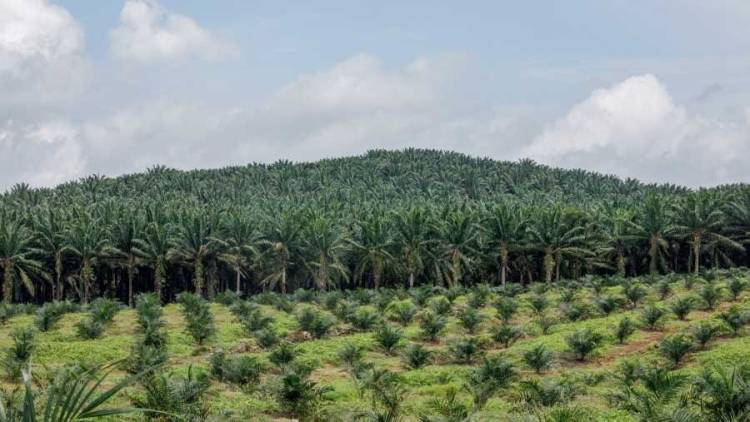 Sorot Satgas PKH, Aktivis Ungkap Dugaan Ketidakberesan KSO Kebun Sawit