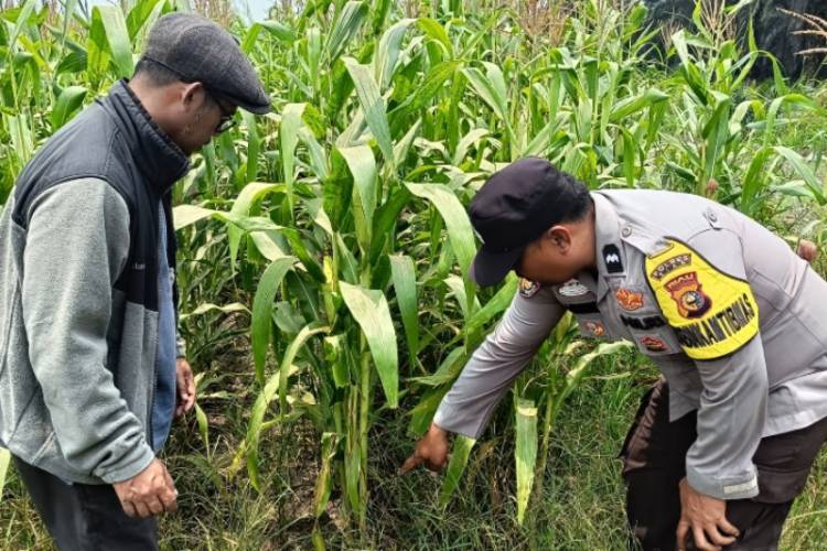 Dari Ladang Kandis, Harapan Swasembada Pangan Terus Tumbuh