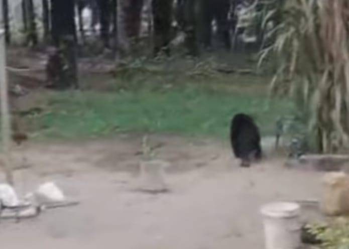 Beruang Berkeliaran di Permukiman Warga Kerumutan