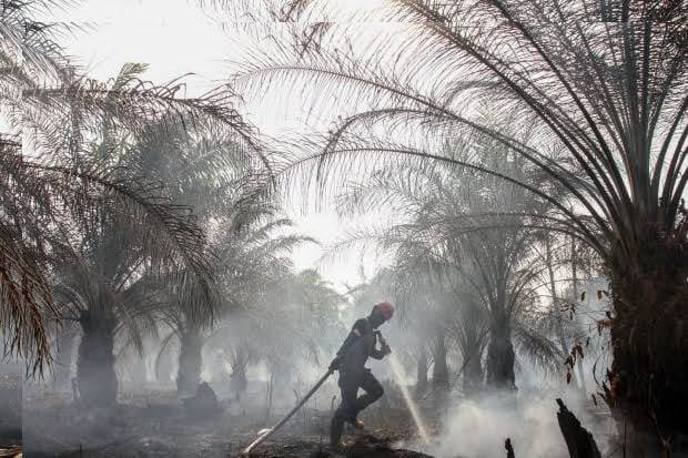Dalam Sepekan, Jikalahari Temukan Hotspot di Dalam Areal Korporasi