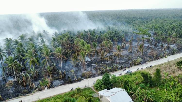 Perkebunan Kelapa di Batang Tuaka Terbakar