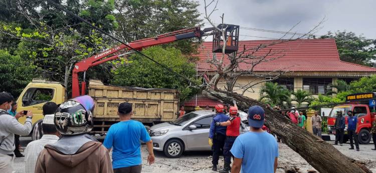 Pohon Tumbang di Pekanbaru Timpa Mobil Honda Mobilio yang Sedang Melintas