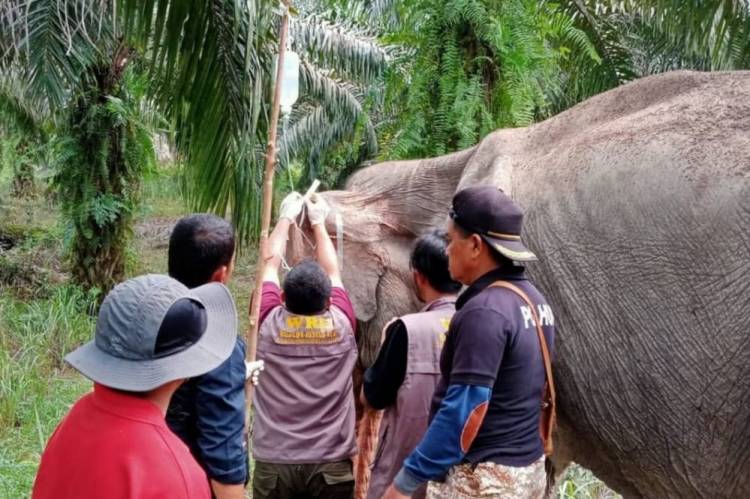 Tim BKSDA Riau Obati Gajah Liar yang Sakit