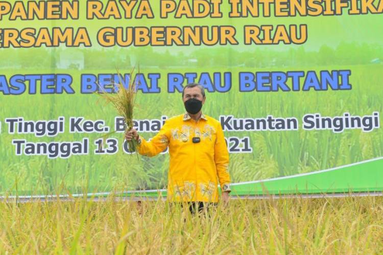 Pertanian Karet Kuansing Bisa Menjadi Percontohan Daerah Lain di Riau