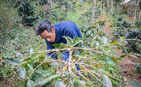 KHDPK Upaya Memulihkan Hutan Jawa