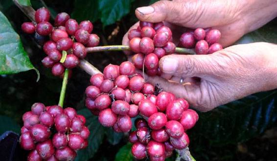 Startup di Seattle Buat Kopi Tanpa Biji untuk Lawan Deforestasi