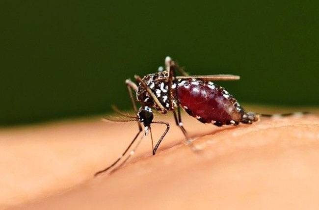 95 Persen Kasus, Rohil Dominasi Kasus Malaria