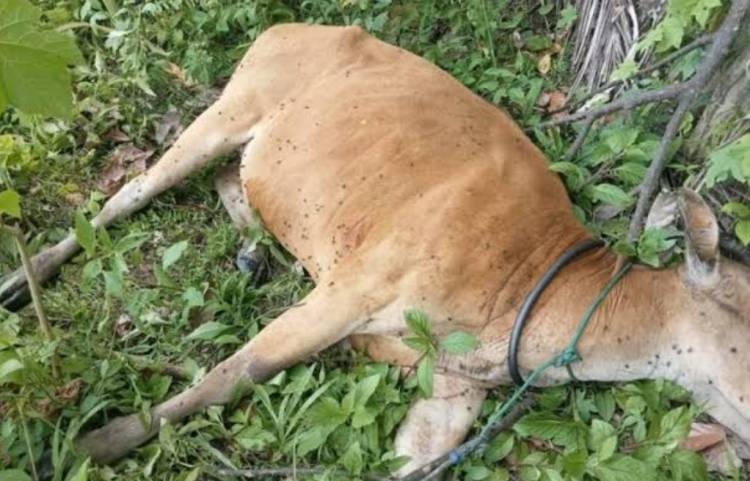 Belasan Sapi di Kampar Mati Mendadak