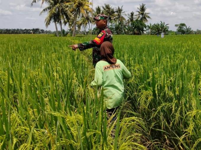 Dukung Demplot Han, Babinsa Koramil 0321-05/ RM Pantau Pertumbuhan Tanaman Padi di Desa Binaan Mukti Jaya