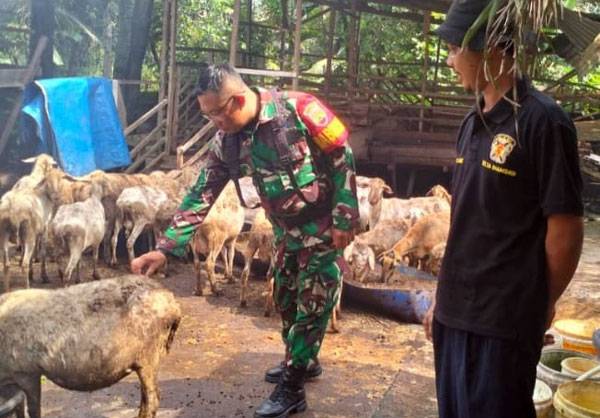 Anggota Koramil 0321-05/RM Lakukan Pendataan PMK Kambing di Bangko Jaya