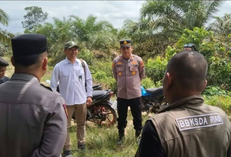 Laporan Penampakan Tiga Harimau di PT. Flora Kampar Kiri Tengah, BBKSDA Riau: Kemungkinan Hanya Melintas