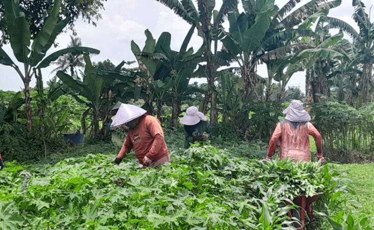 Sayur dan Telur Ayam Riau Berpeluang Tembus Ekspor ke Singapura