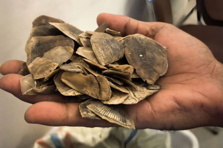 Perdagangan Sisik Tenggiling di Rohil Digagalkan, 2 Pelaku Buron