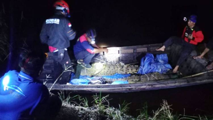 Populasi Mengkhawatirkan, Damkar Inhil Tangkap Tiga Ekor Buaya