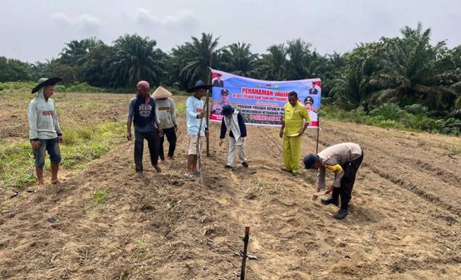 Polsek Kandis Dukung Swasembada Pangan Nasional, Tanam Jagung Bersama Masyarakat di Dua Lokasi