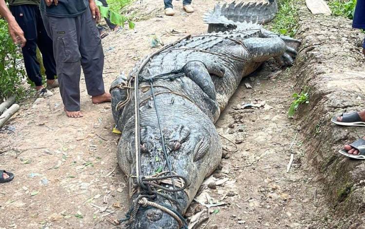 Warga Reteh Tangkap Buaya Sepanjang 7 Meter
