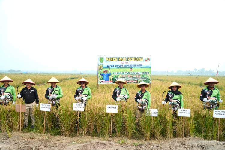 Panen Padi Perdana di Desa Sekayan, Bupati Herman: Pencapaian yang Luar Biasa