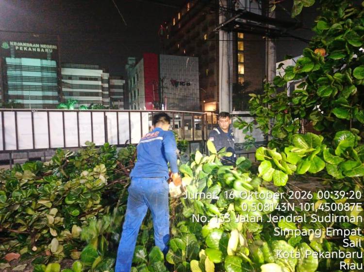 11 Pohon Tumbang Akibat Hujan Petir dan Angin Kencang di Pekanbaru