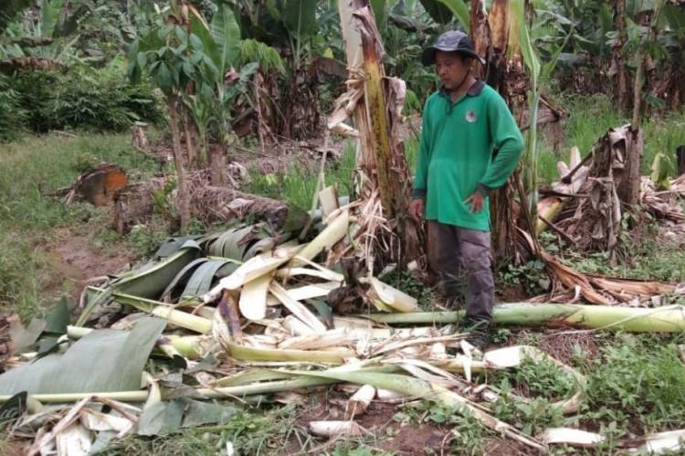 Dua Ekor Gajah Liar di Inhu Masuk Kebun Warga