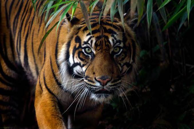 Anak Berusia 12 Tewas Diduga Diterkam Harimau di Areal PT MSK