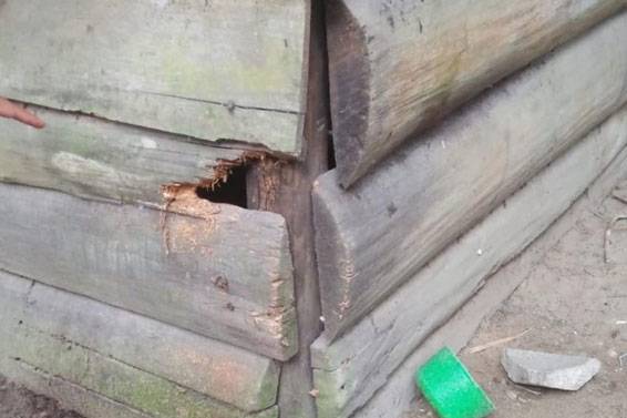 Kawanan Beruang Rusak Dua Rumah Warga di Desa Bukit Kesuma Pelalawan