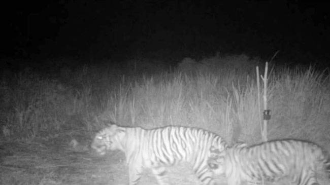 Kamera Trap BKSDA Riau Tangkap Penampakan Dua Harimau di Teluk Lanus