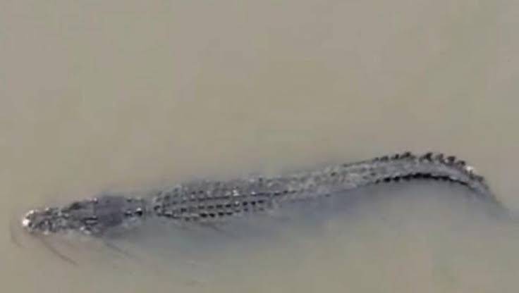 Lagi, Nelayan di Rohil Tewas Disambar Buaya