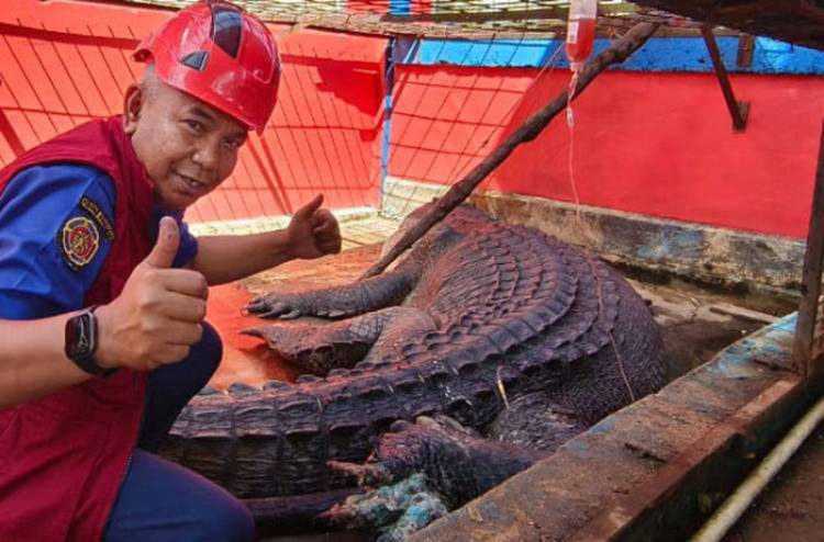 Buaya Raksasa yang Ditangkap Warga di Sungai Undan Akhirnya Mati