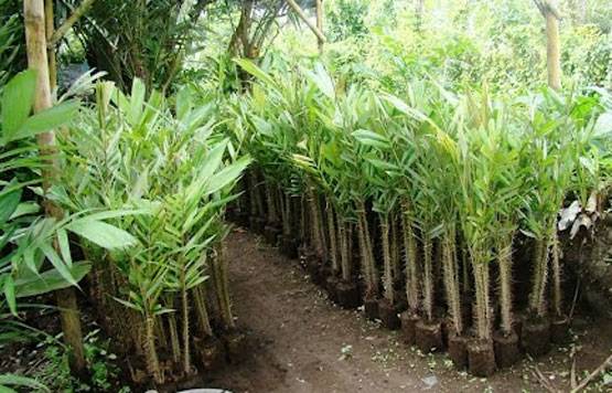 Pengadaan Bibit Salak di Disbun Kepulauan Meranti Terindikasi Mark up Anggaran
