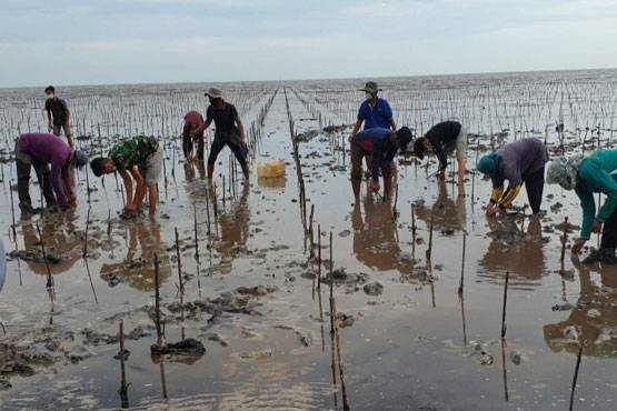 PKPRM Mangrove di Riau Serap 5.362 Orang Tenaga Kerja