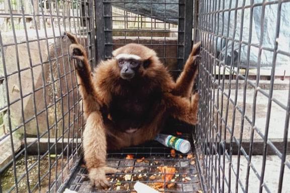 Diserahkan Warga, BBKSDA Riau Evakuasi Owa Ungko di Kuansing
