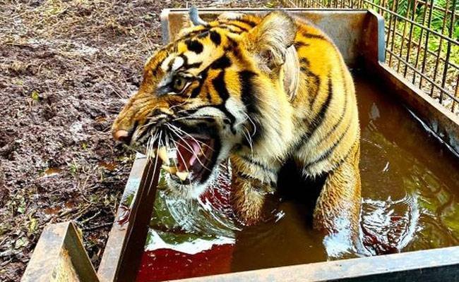 Pekerja Kayu Mahang Tewas Diterkam Harimau Teluk Lanus