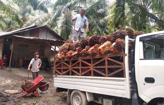 Riau Bakal Dapat DBH Triliunan dari Perkebunan Sawit