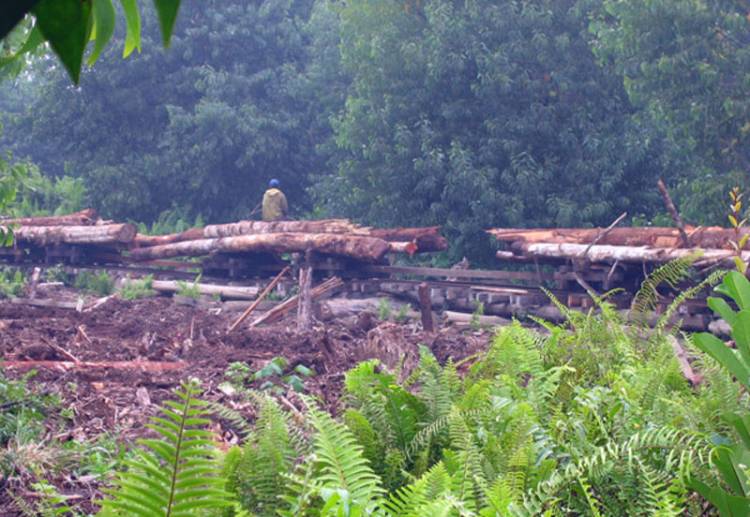 Bencana Sumatera, Imbas Alih Fungsi Hutan Jadi Sawit dan Produksi Kayu