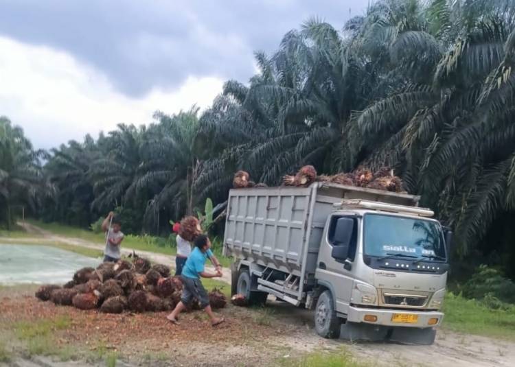 Kelompok Diduga Hendri Marbun Cs Beraksi Lagi, Jarah Sawit Milik PT. Agrinas Palma Nusantara KSO  PT. Tiga Raja Mas