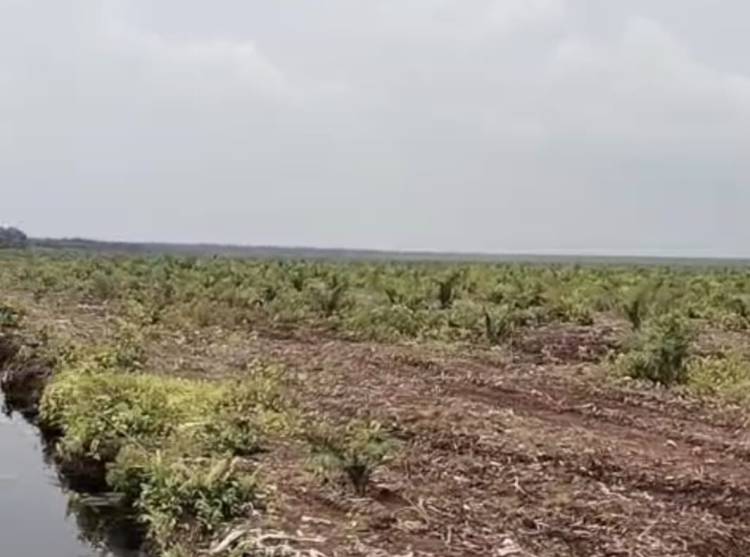 PT. GIN dan Koperasi Rindang Benua Kuasai Lahan Masyarakat Tanpa Persetujuan