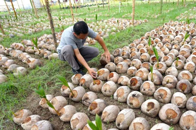 Riau Dapat Bantuan 600 Ribu Bibit Kelapa dari Kementan, Inhil Terbanyak