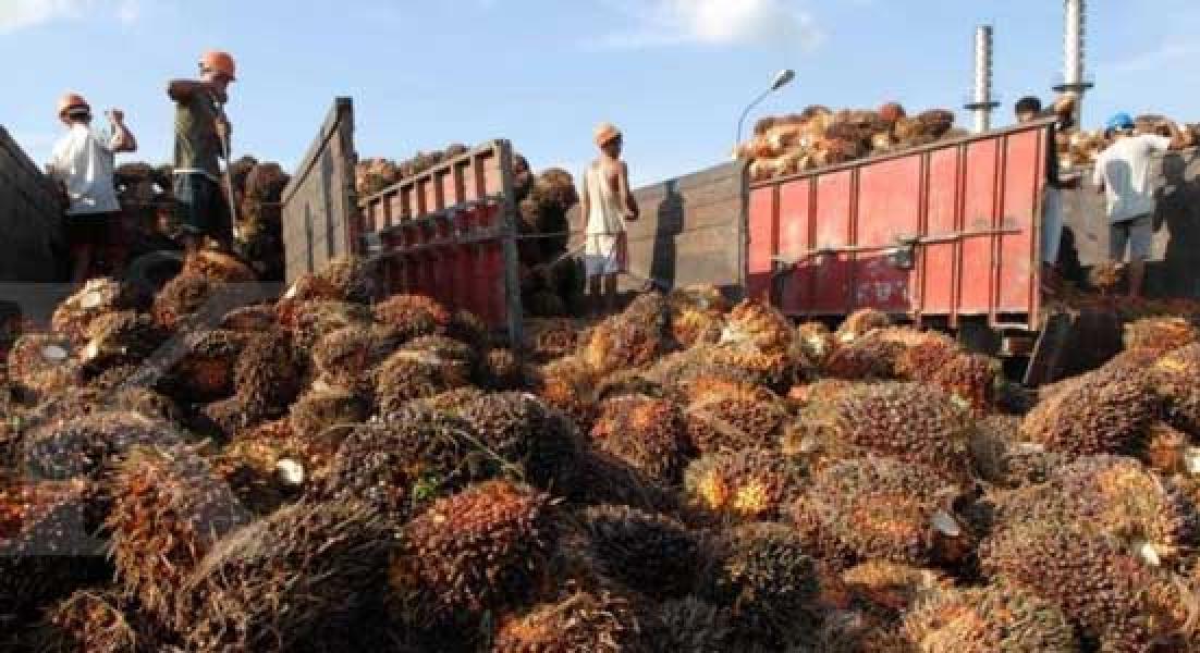 DPRD Siak Minta Audit Proyek Perkebunan Sawit Siak 1 dan 2