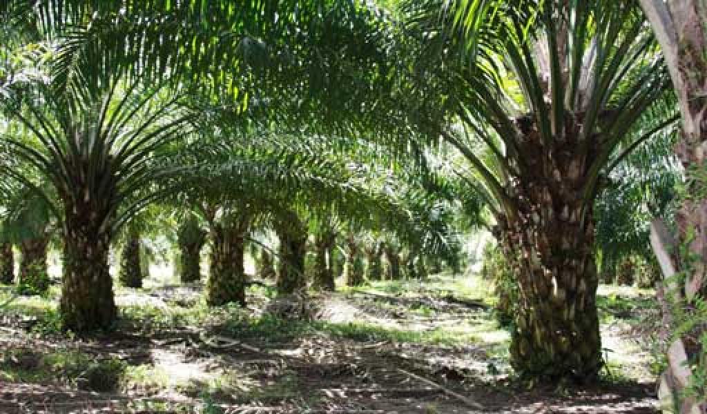Kades Banjar Balam Diduga Gelapkan Kebun KKPA