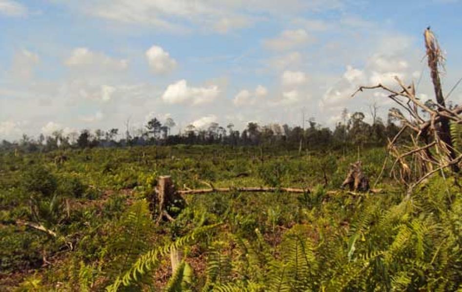 Kawasan Hutan HPT Batang Lipai Segera Ditertibkan