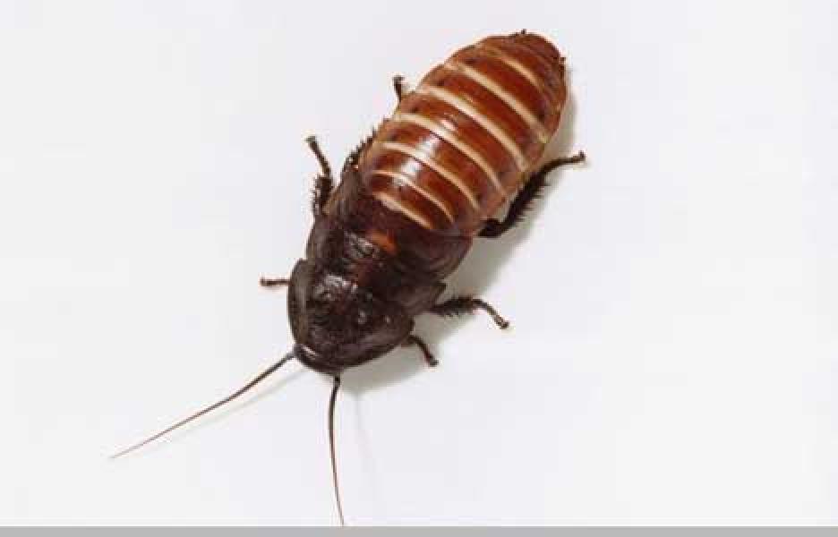 Kecoa Raksasa Ditemukan Ditelinga Warga Australia