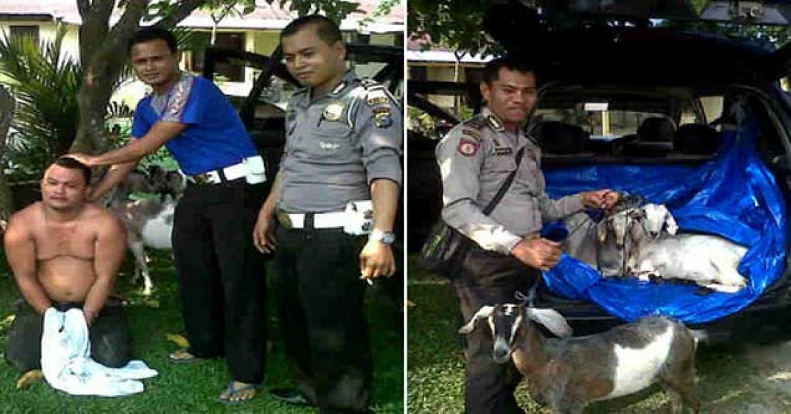 Pencuri Ternak Kambing Diringkus Polisi