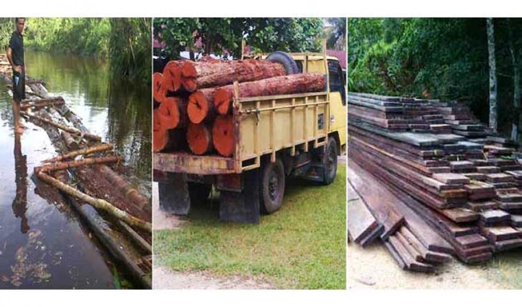 Polres Pelalawan Amankan  80 Tual dan 160 Keping Kayu Ilog