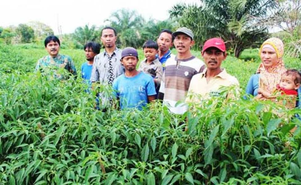 Tiga Desa Segera Panen Cabe  